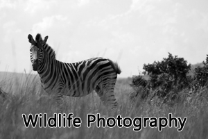 Wildlife Photography Button