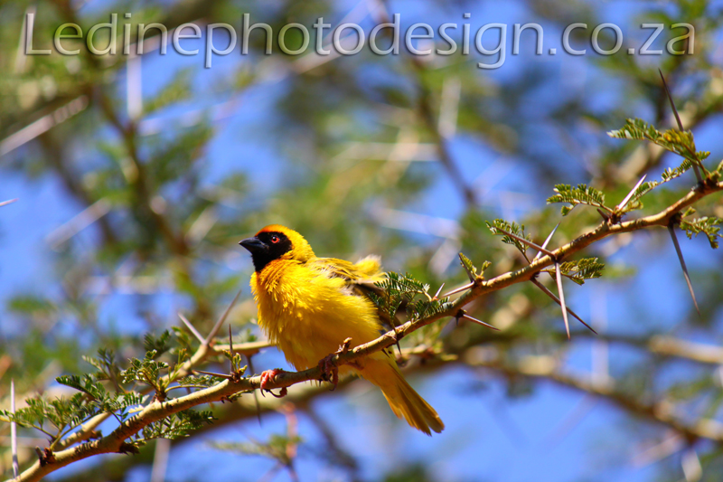 Birdlife Photographer