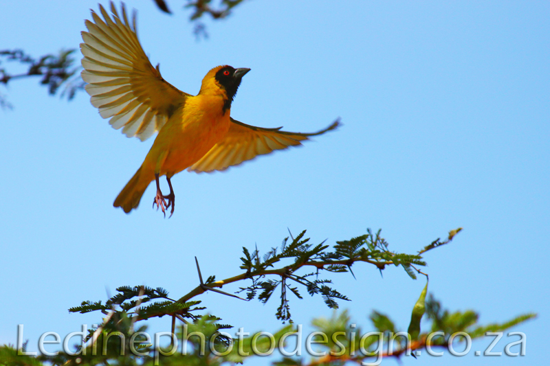 Birdlife Photography