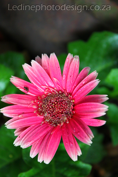 Floral Photographer